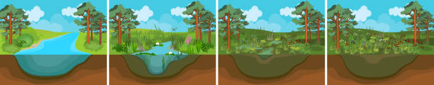 Pond succession. Sequence of stages of biotope change: from pond to swamp Pond succession. Sequence of stages of biotope change: from pond to swamp marsh illustrations stock illustrations