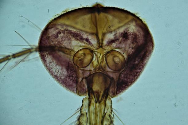 istock Mosquito Female Mouth under microscope 1241846350