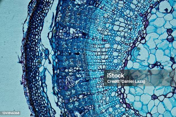 Basswood Stem Cs Under Microscope Stock Photo - Download Image Now - Microscope, Science, Biological Cell