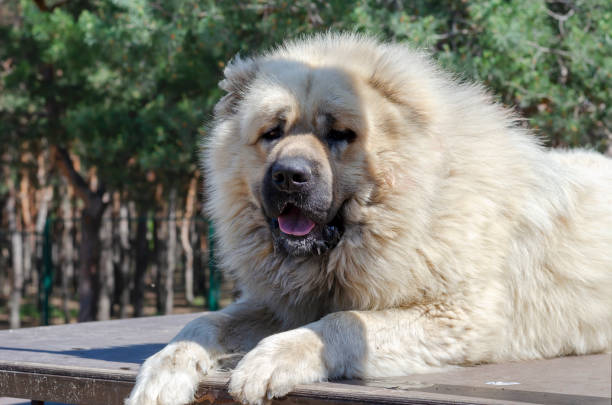 portrait d’un berger caucasien ou d’un lévrier caucasien. - sheepdog photos et images de collection