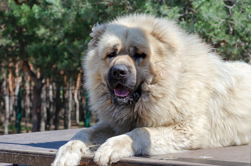 Portrait of a Caucasian Shepherd or North Caucasian Wolfhound. A huge powerful dog lies on a training bridge. Dog training. Shooting outdoors.