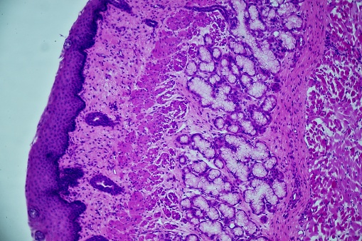 Stratified flat epithelium under microscope