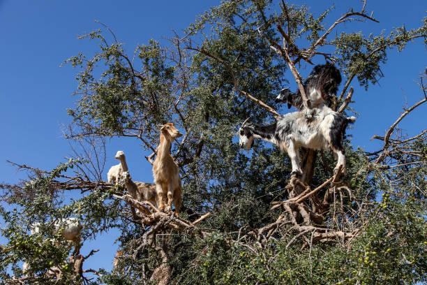 istock goats on the trees. flying goats 1241855982