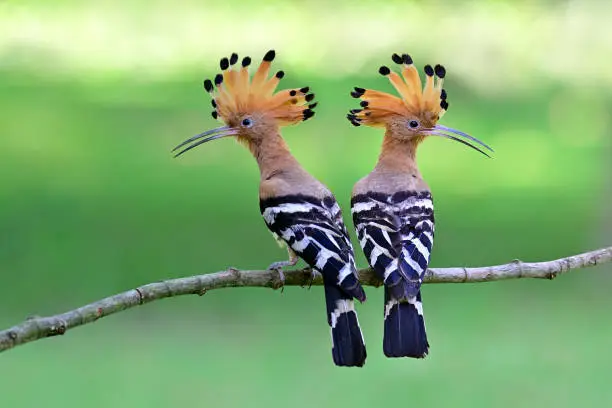 Eurasian or common hoopoe (Upupa epops) fascinated brown crested bird with white and black wings closely perching on thin branch over bright expose lighting on lawn yard, exotic nature