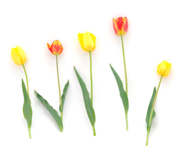istock Five colorful bouquet of tulips. 1241864653