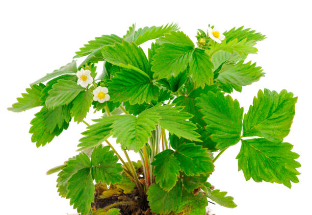 istock Strawberry flower and leaves. 1241864658