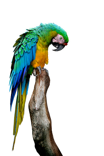 Great green or Buffon's macaw (Ara ambiguus) large parrot with mixed color of yellow blue and green perching on wooden pole isolated on white background, exotic pet bird