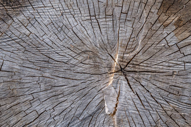 istock Wooden background of a thick felled tree 1241865752