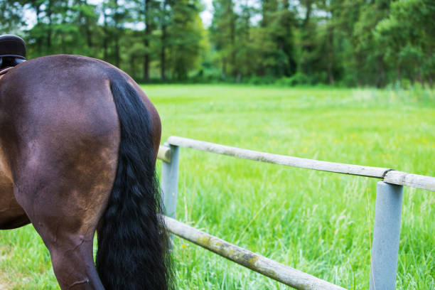 nahaufnahme eines pferdes hinter und schwanz im freien - herbivorous close up rear end animal head stock-fotos und bilder