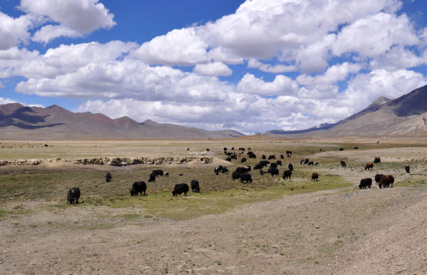 istock yaks in the fields on the way to lhasa in tibet 1241869463