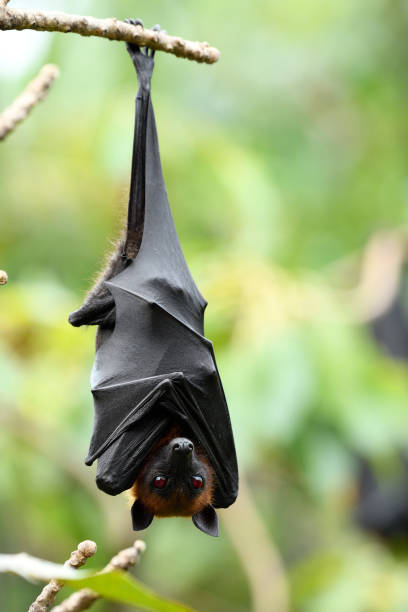 istock Scary bloody dracula eyes, hanging flying fox with red eye while day resting in fruit garden 1241873207
