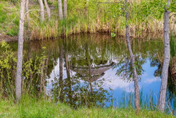 istock Trees and pond with reflection in a small American neighborhood 1241886324