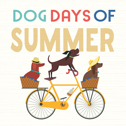 Dog days Summer Time. Cute comic cartoon. Colorful humor retro illustration. Cute pet dogs riding bicycle to enjoy beach leisure relax. Summertime vacation journey. Vector banner background template