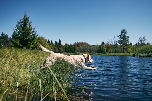 Happy dog (labrador retriever) jumping to lake in the middle of beautiful nature. Ore Mountains, Czech Republic