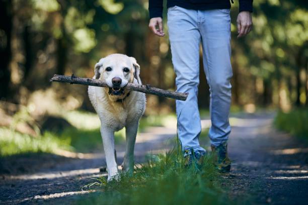 istock Man with dog in forest 1241910793