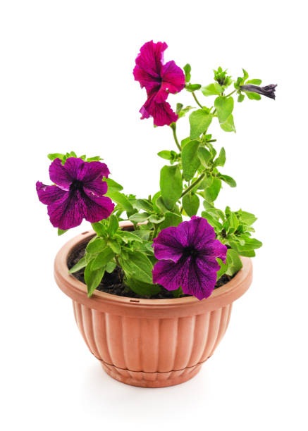 istock Colorful petunia in the pot. 1241910809