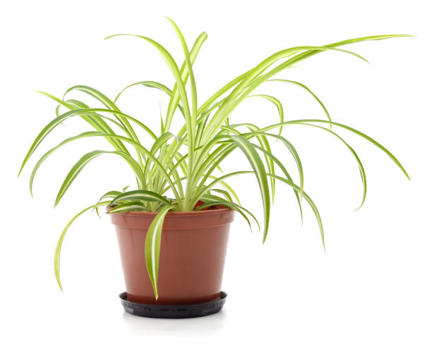 istock Chlorophytum in a pot. 1241919328