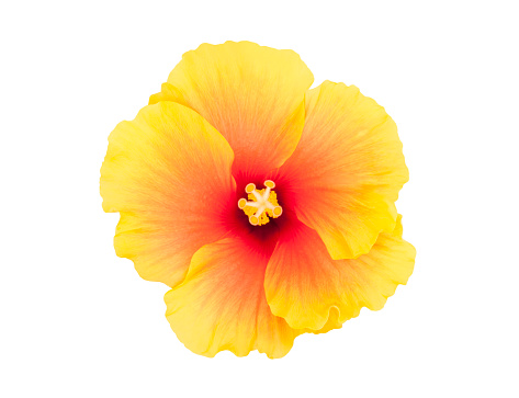 Top view of a yellow hibiscus flower isolated on white