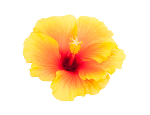 istock Yellow Hibiscus Flower 1241920371