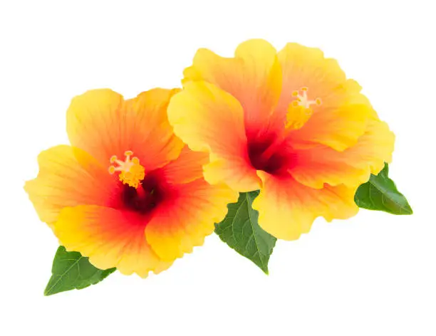 Two yellow hibiscus flowers with leaves isolated on white