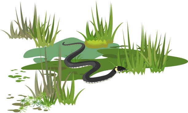 737 Snake In The Grass Illustrations & Clip Art - iStock
