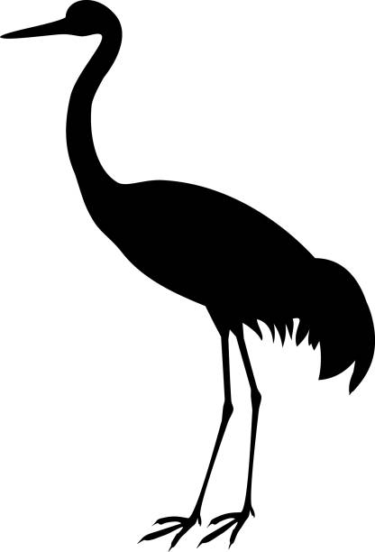 Black silhouette of Common crane or Grus communis isolated on white background Black silhouette of Common crane or Grus communis isolated on white background eurasian crane stock illustrations