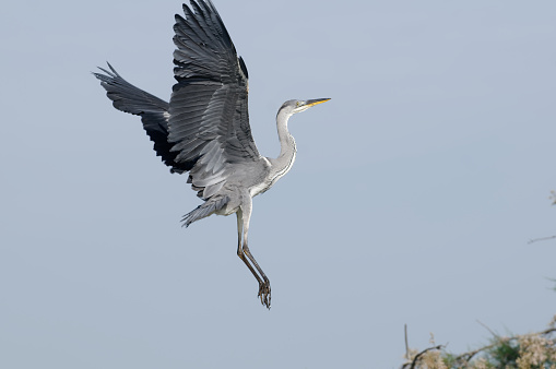 Gray heron flying