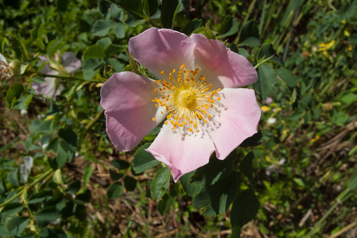 flower of dog rose (Rosa canina)