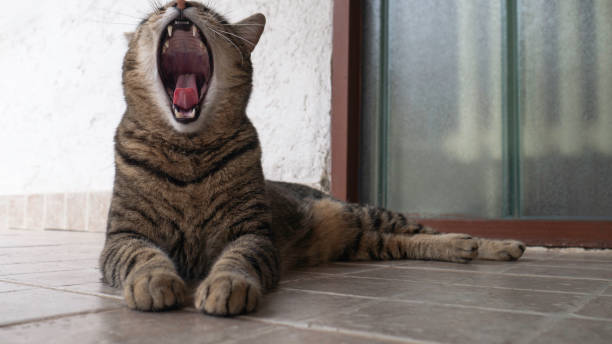 istock The striped cat lying and yawning. 1241935641
