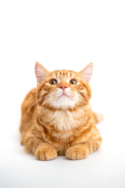 แมวขิงนั่งอยู่บนพื้นในห้องนั่งเล่น - แมวส้ม ภาพสต็อก ภาพถ่ายและรูปภาพปลอดค่าลิขสิทธิ์