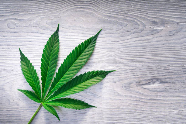 istock Cannabis leaves on old white wooden background - Top view 1241942472