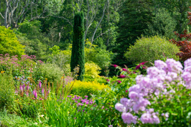 istock Lush foliage in lavish garden 1241943033