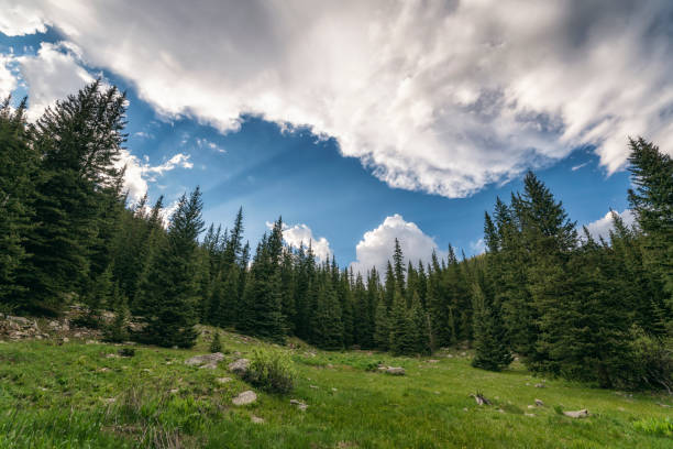 Forest Landscape in the Mount Evans Wilderness in Denver, CO, United States