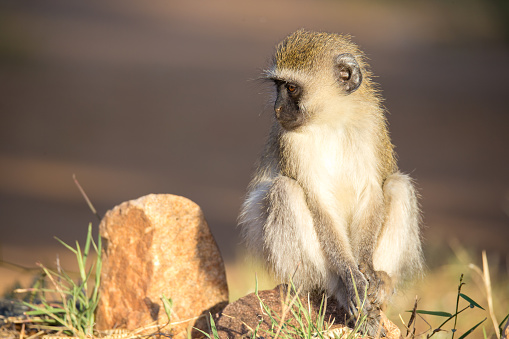 A monkey sits and looks around in Nairobi, Nairobi County, Kenya