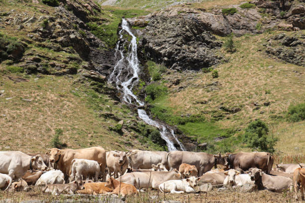 istock Herd of cows from the Pyrenees sitting on the meadow with waterfall in 1241946982