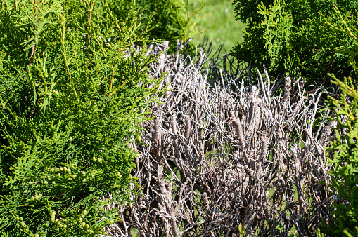 close-up of a thuja hedge with dry dead wood amidst green shrubs