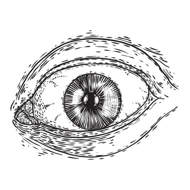 istock Hand drawn human eye with iris as element of All seeing eye of providence variation.  Blackwork tattoo flash of Masonic symbol design. Sacred religion, spirituality and occultism. Vector. 1241961634