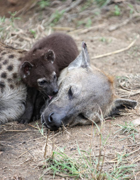 istock Spotted hyena puppy licks its mother's head 1241970788