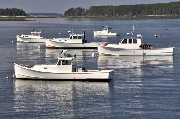 istock Fleet of lobster boats 1241973635