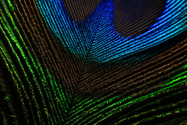 istock Macro image of peacock feather/Peacock Feather 1241986738