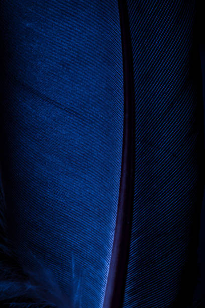 istock Parrot feather is very large, close-up, feather parrot Ara 1241991190