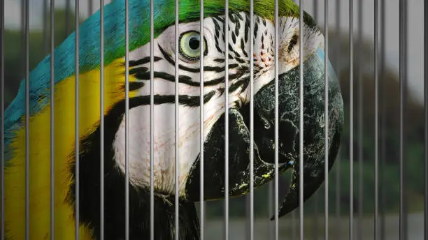 Wild macaw being captured in a cage.