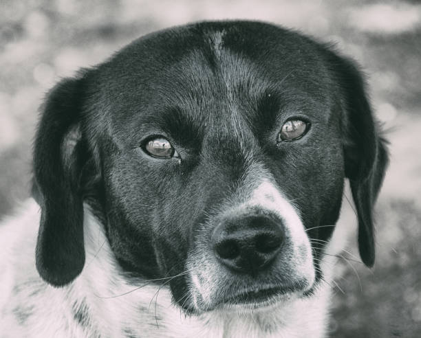 istock Dog's-eye view in the foreground. selective focus 1242002620