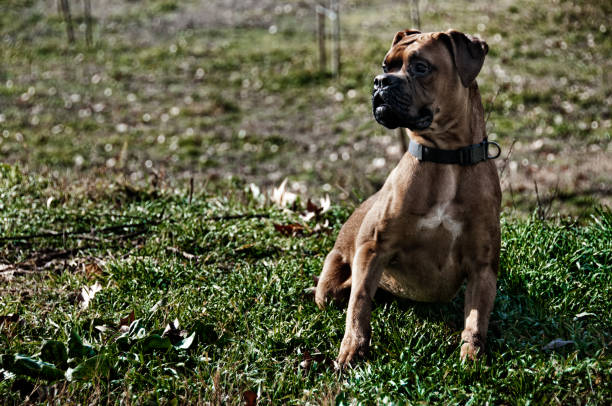 Dog posing seriously waiting for the toy to play and go get it.