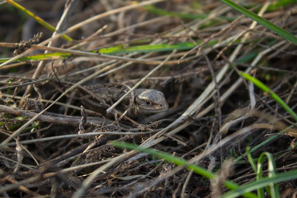istock A lizard looks out from the grass. Small reptile in the grass close-up. 1242008607