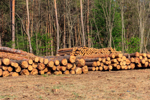 istock Stacked tree trunks felled by the logging timber industry in pine forest 1242008616