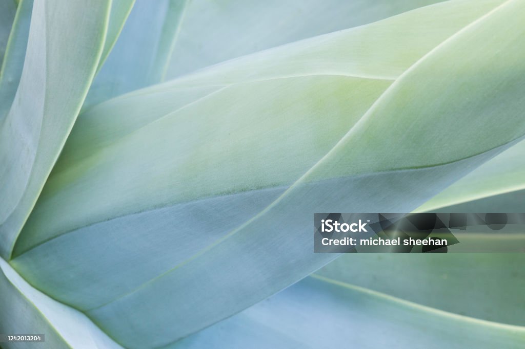 Abstract view of a succulent plant Abstract view of a succulent cactus plant showing shapes and lines in a blue tone Abstract Stock Photo