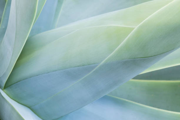 Abstract view of a succulent plant Abstract view of a succulent cactus plant showing shapes and lines in a blue tone agave plant photos stock pictures, royalty-free photos & images