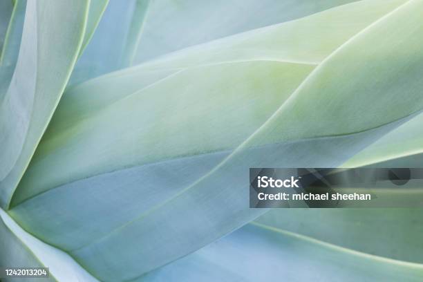 Abstract View Of A Succulent Plant Stock Photo - Download Image Now - Abstract, Flower, Nature