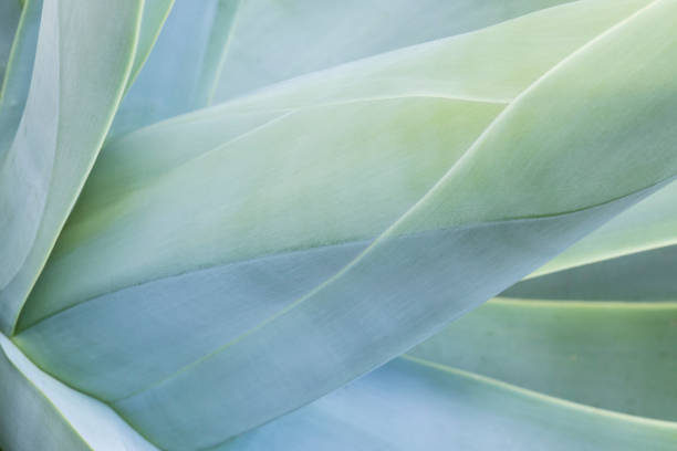 visão abstrata de uma planta suculenta - agave cactus natural pattern pattern - fotografias e filmes do acervo